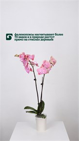 Знакомимся с фаленопсисом: орхидея для вашего дома