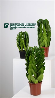 {{photo.Alt || photo.Description || 'Замиокулькас'}}