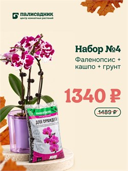 Набор №4 — фаленопсис, кашпо и грунт 10017