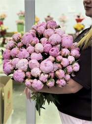 51 розовый пион Сара Бернар 6042