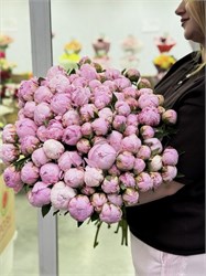 101 розовый пион Сара Бернар 6043