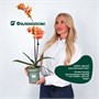 Фаленопсис Fan Yin (9/50-70) SKU-2000000032221