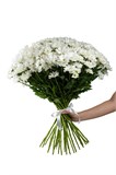 Букет из 25 белых кустовых хризантем (Бакарди) с лентой. 2435_E7660 - фото 5406 Букет из 25 белых кустовых хризантем (Бакарди) с лентой. 2435_E7660 - фото 5406